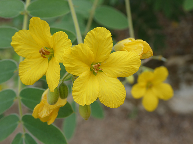 Senna lindheimeriana (Lindheimer's senna) #89867