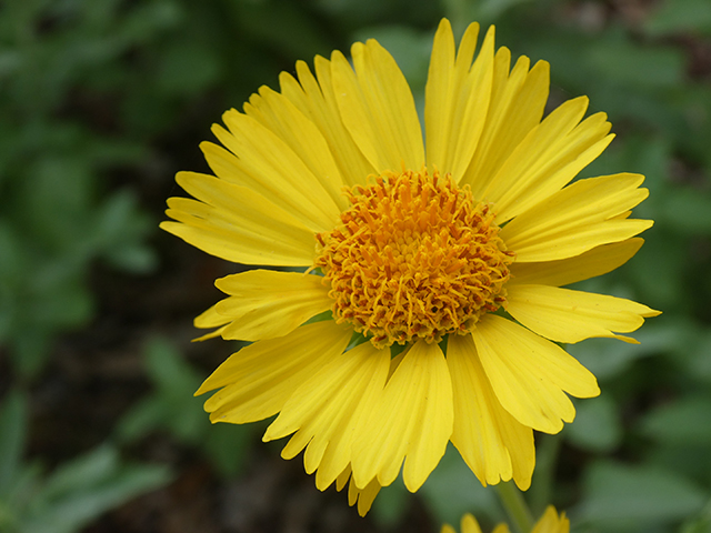 Verbesina encelioides (Cowpen daisy) #89868