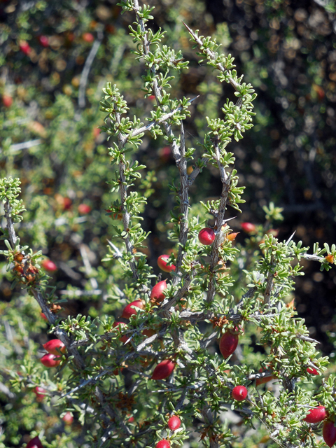 Condalia ericoides (Javelina bush) #35290