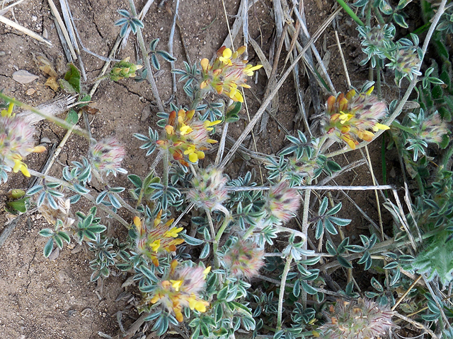 Dalea nana (Dwarf prairie clover) #35292