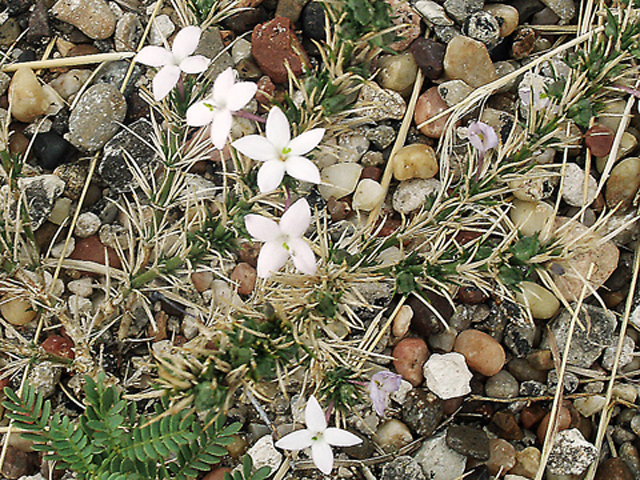 Houstonia acerosa (Needleleaf bluet) #35294