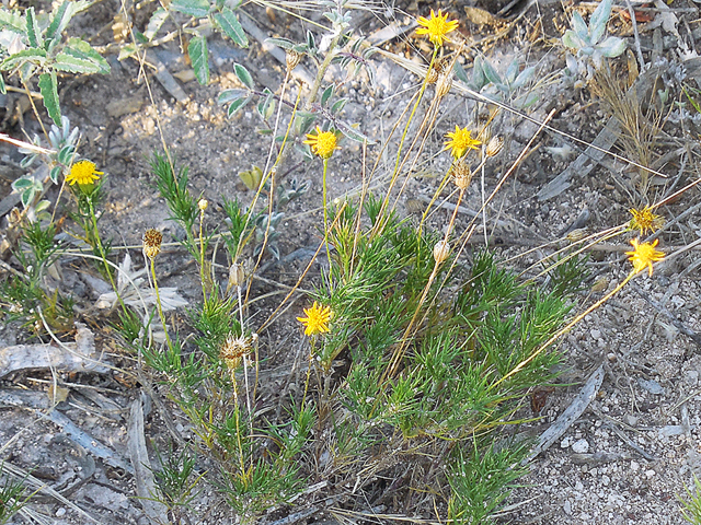 Thymophylla pentachaeta (Parralena) #36205