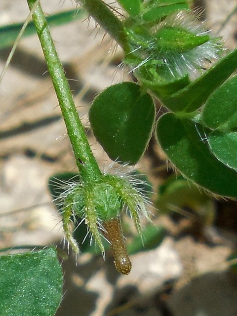 Kallstroemia parviflora (Warty caltrop) #36223