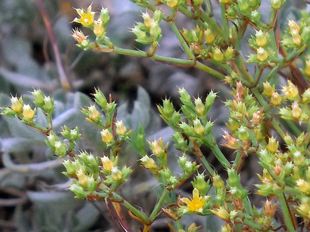 Paronychia jamesii (James' nailwort) #36227