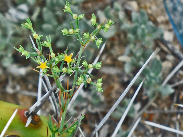 Paronychia jamesii (James' nailwort) #36228