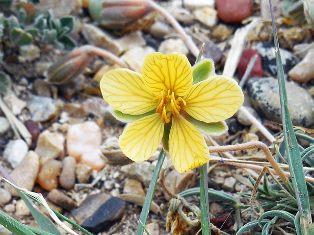 Senna pumilio (Dwarf senna) #36229