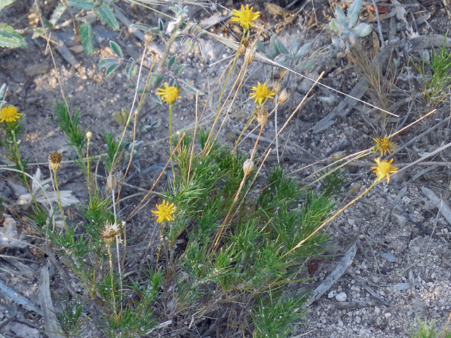 Thymophylla pentachaeta (Parralena) #36230