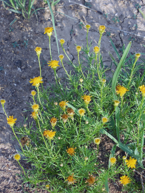 Thymophylla tenuiloba (Bristleleaf pricklyleaf) #36231