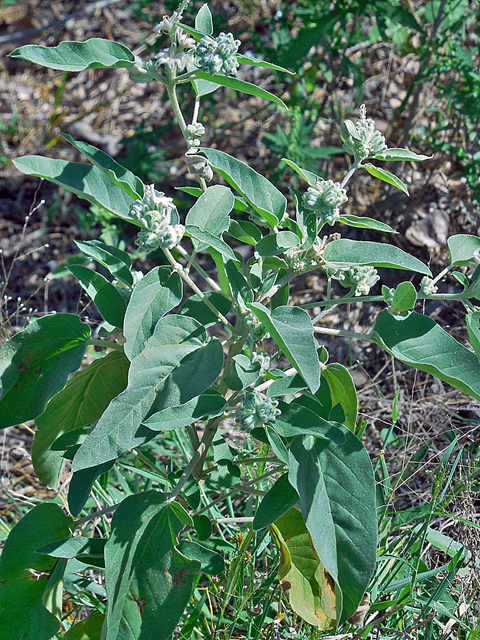 Croton capitatus var. lindheimeri (Woolly croton) #36762