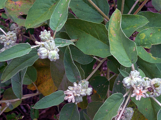 Croton capitatus var. lindheimeri (Woolly croton) #36763