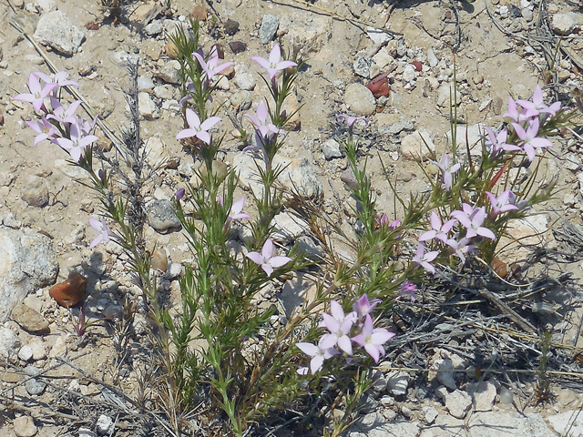 Houstonia acerosa (Needleleaf bluet) #36764