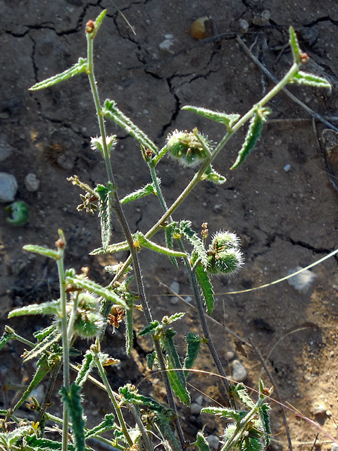 Tragia ramosa (Branched noseburn) #36771