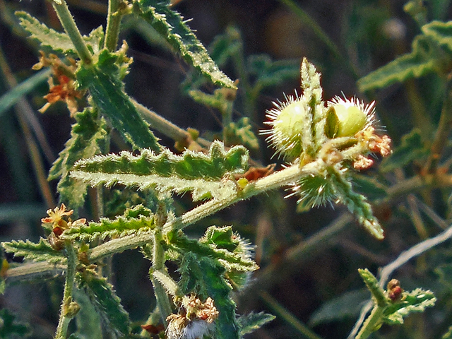 Tragia ramosa (Branched noseburn) #36772