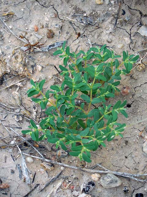 Chamaesyce serrula (Sawtooth sandmat) #42241