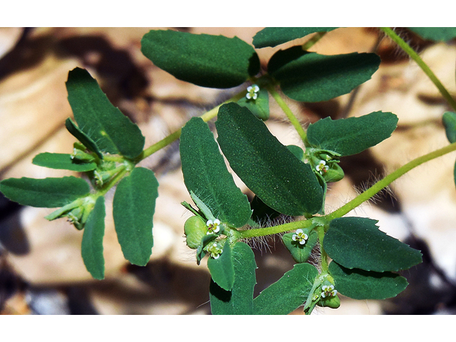 Chamaesyce serrula (Sawtooth sandmat) #42243