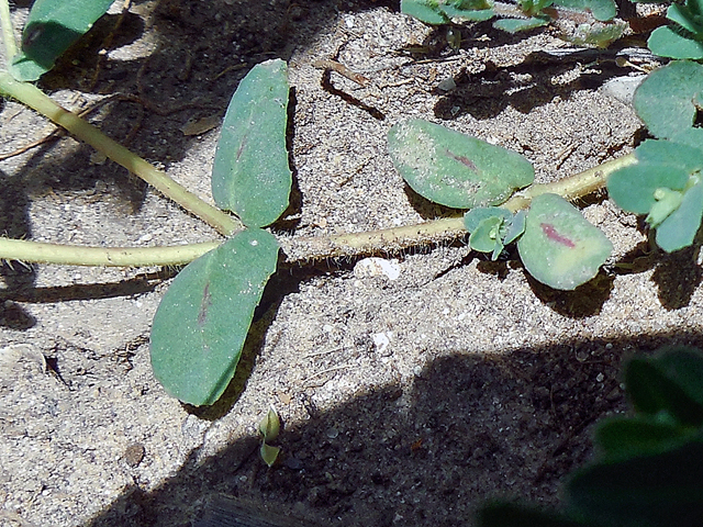 Chamaesyce serrula (Sawtooth sandmat) #42244