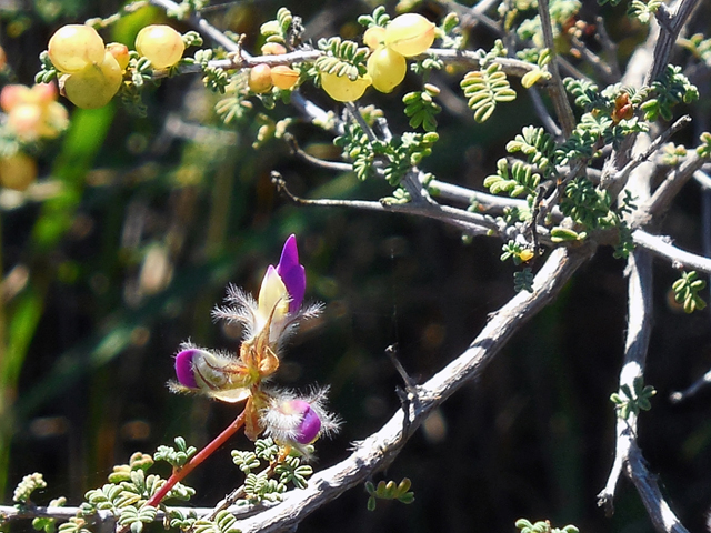 Dalea formosa (Featherplume) #42246