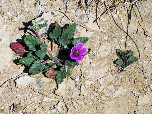 Erodium texanum (Texas stork's bill) #42250