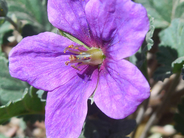 Erodium texanum (Texas stork's bill) #42251