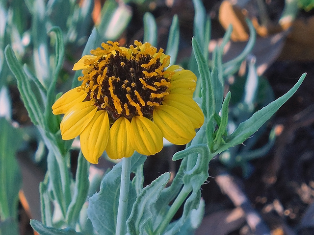 Helianthus ciliaris (Texas blueweed) #42253