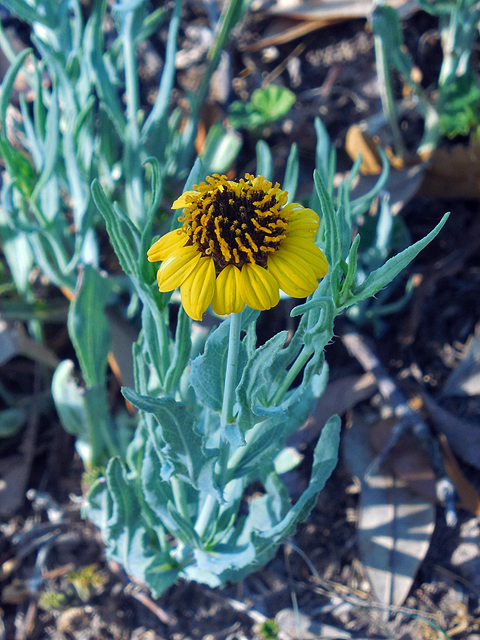 Helianthus ciliaris (Texas blueweed) #42255