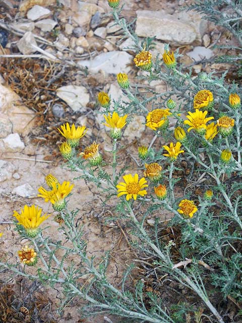 Machaeranthera pinnatifida (Lacy tansyaster) #42256