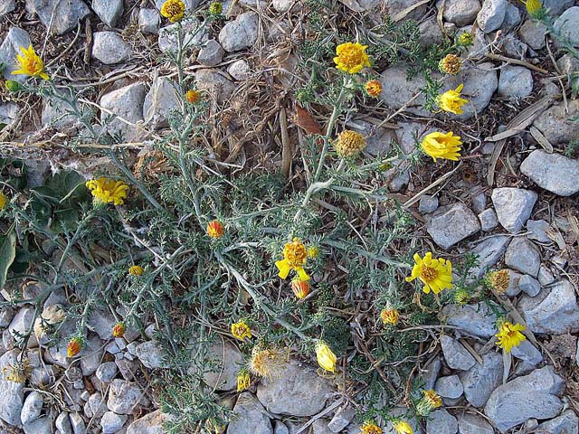 Machaeranthera pinnatifida (Lacy tansyaster) #42257