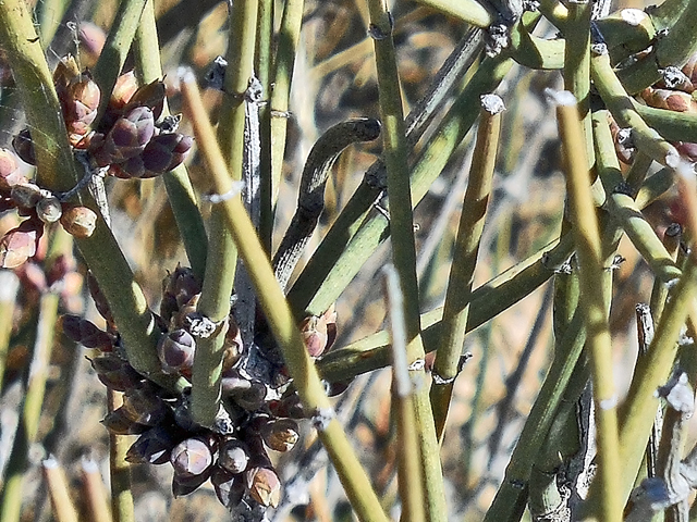 Ephedra aspera (Rough jointfir) #42258