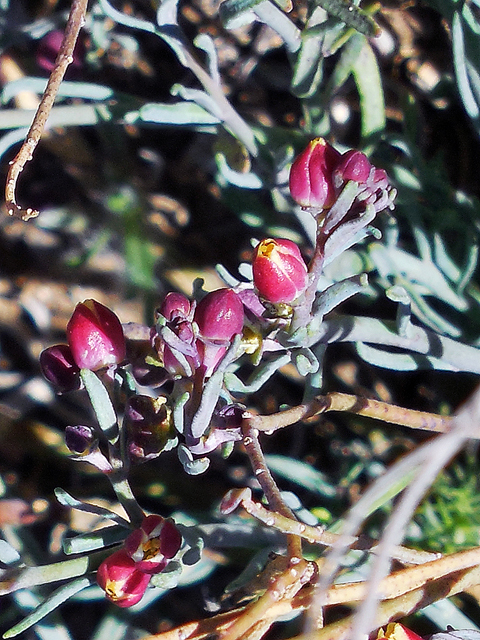 Thamnosma texana (Texas desert-rue) #42265