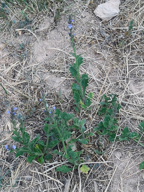 Verbena plicata (Fanleaf vervain) #42267