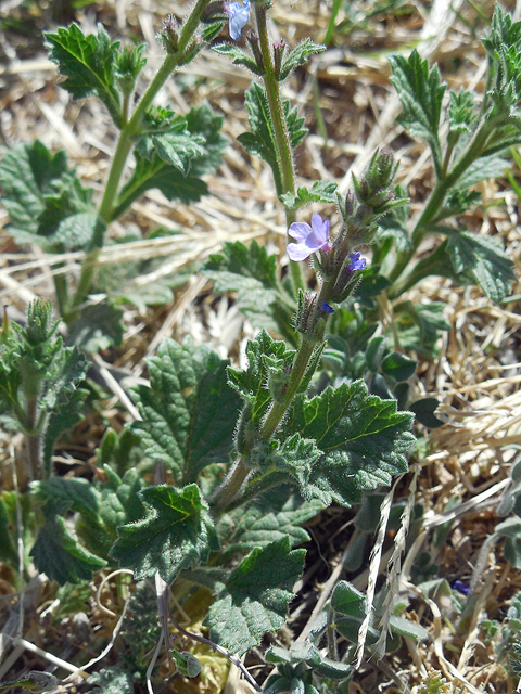 Verbena plicata (Fanleaf vervain) #42268