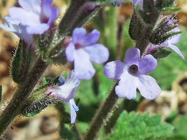 Verbena plicata (Fanleaf vervain) #42269