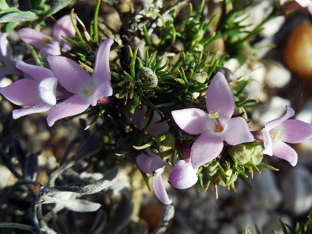 Houstonia acerosa (Needleleaf bluet) #44260