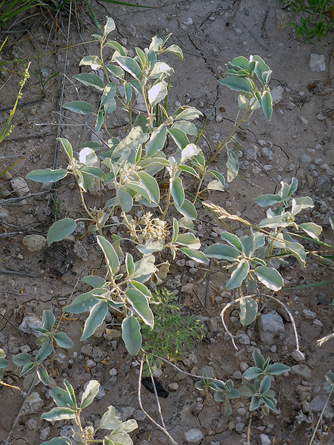 Croton pottsii (Leatherweed) #44271