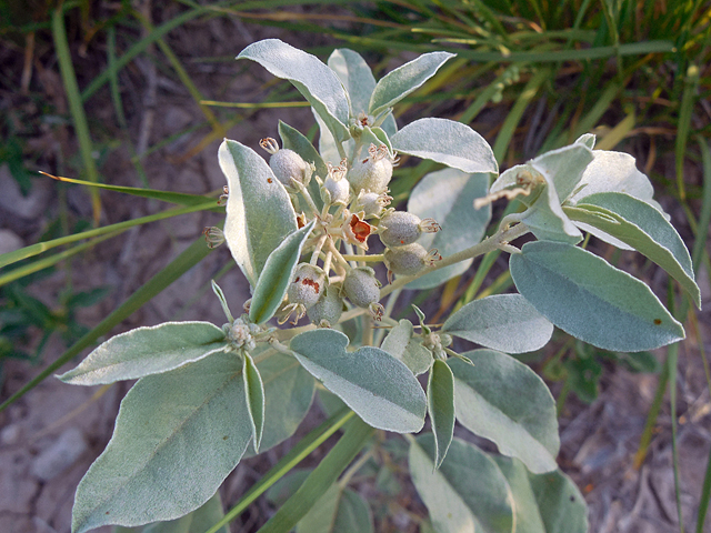 Croton pottsii (Leatherweed) #44272