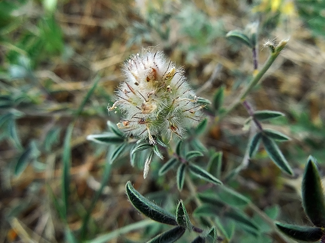 Dalea nana (Dwarf prairie clover) #44274