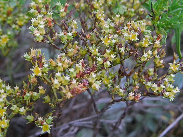 Paronychia jamesii (James' nailwort) #44285