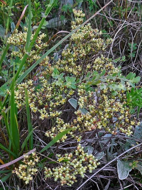 Paronychia jamesii (James' nailwort) #44286