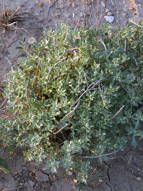 Stillingia treculiana (Trecul's toothleaf) #44287