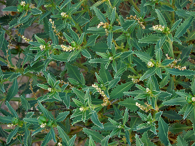 Stillingia treculiana (Trecul's toothleaf) #44288