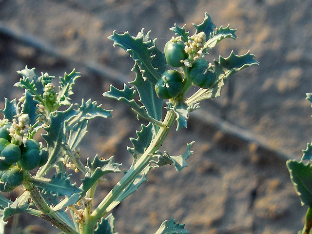 Stillingia treculiana (Trecul's toothleaf) #44289