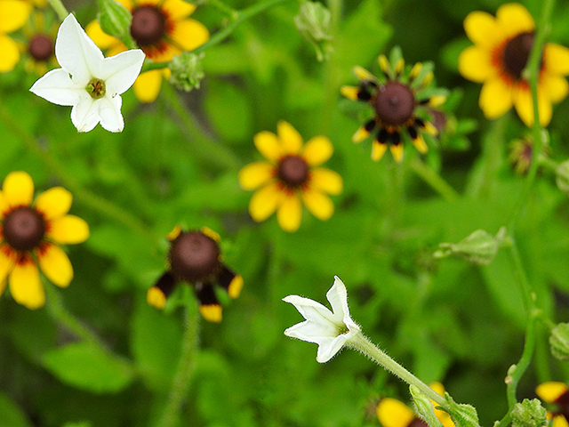 Nicotiana repanda (Fiddleleaf tobacco) #87688