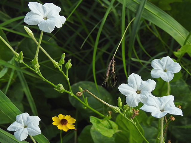 Nicotiana repanda (Fiddleleaf tobacco) #87689