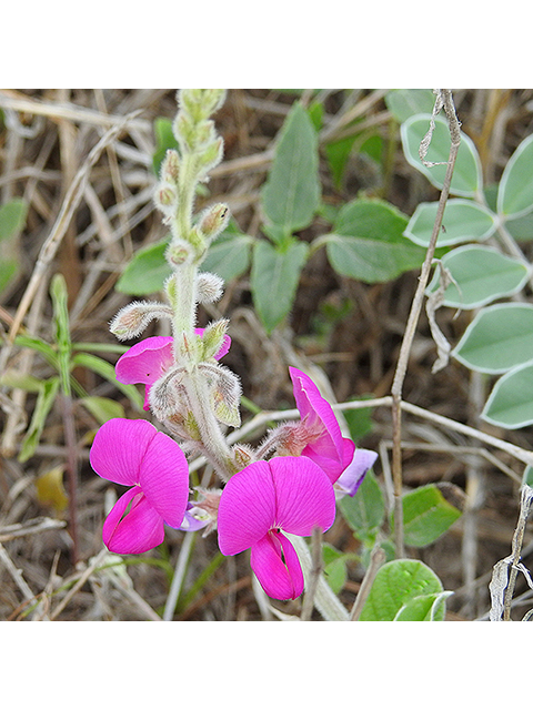 Tephrosia lindheimeri (Lindheimer's hoarypea) #87699