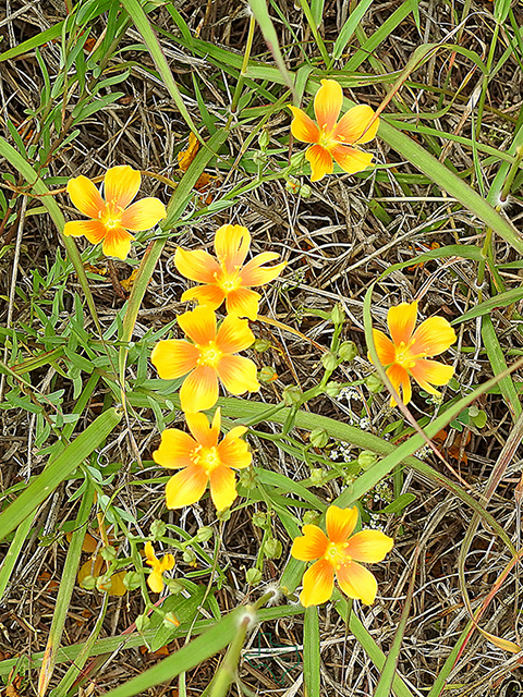 Linum berlandieri (Berlandier's yellow flax) #87708