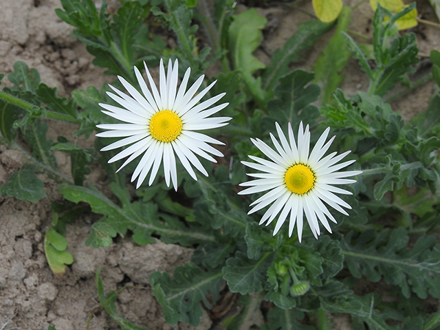 Aphanostephus skirrhobasis var. thalassius (Arkansas dozedaisy) #87729