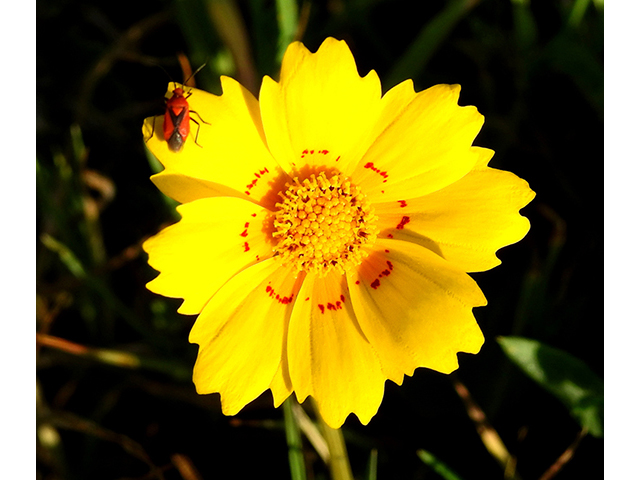 Coreopsis nuecensis (Crown tickseed) #87733