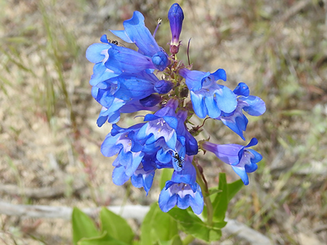 Penstemon speciosus (Royal penstemon) #87735