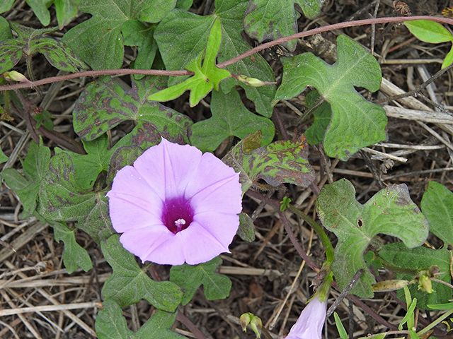 Ipomoea cordatotriloba (Tievine) #87737