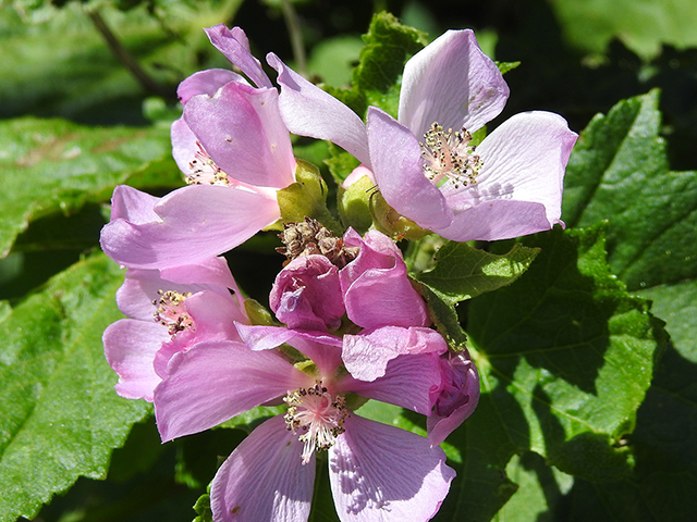 Iliamna rivularis (Streambank wild hollyhock) #87742